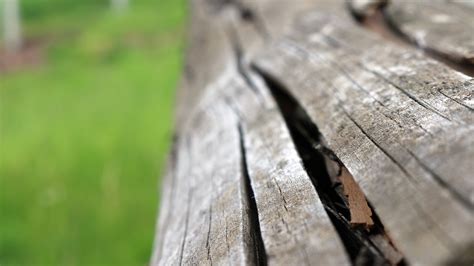 Free Images Wood Tree Close Up Trunk Leaf Plank Grass Tire