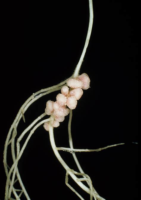 Rhizobium Leguminosarum Root Nodules Photograph By Dr Jeremy Burgess