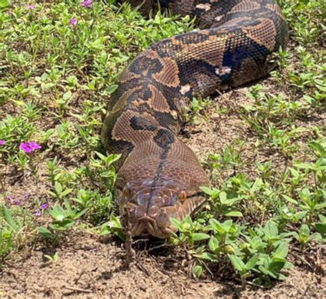 Conheça Ginormica uma das maiores cobras do mundo