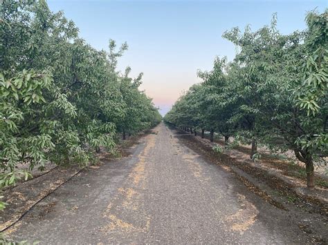 Almond Market Update October Rpac