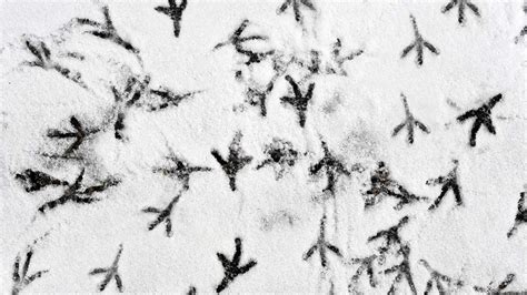 Bird Footprints In Snow