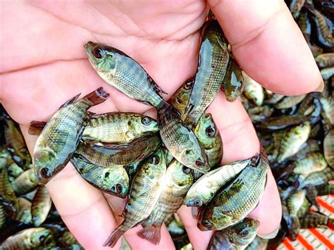 Pembiakan Dan Penternakan Tilapia Agrimag