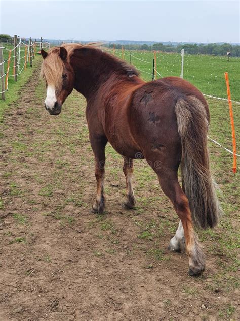 Chestnut Welsh Pony Standing In Field On Equestrian Livery Farm Stock