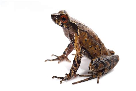 New species of Horned Frog discovered - The Australian Museum Blog