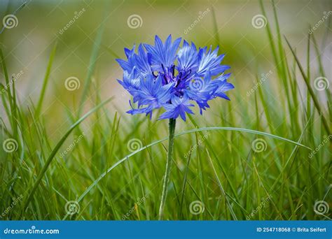 Cornflower Centaurea Cyanus Asteraceae Cornflower Herb Or Bachelor