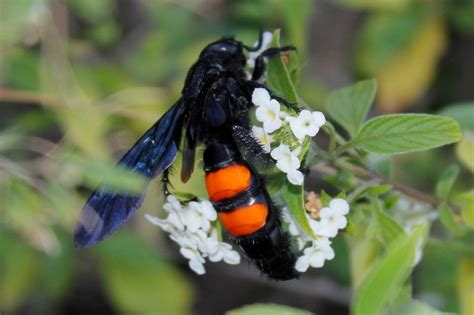 Avispa De Manchas Naranja Insectos Del Parque Chipinque INaturalist