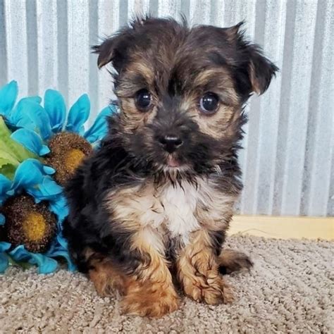 Odie, a Black & Tan Male Morkie Puppy 650037 | PuppySpot