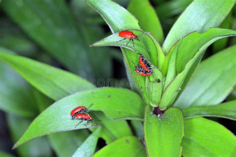 El Escarabajo Lirio Escarlata Escarabajo Lirio Rojo O Lirio Escarabajo