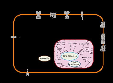 Cytokine Receptor Alchetron The Free Social Encyclopedia