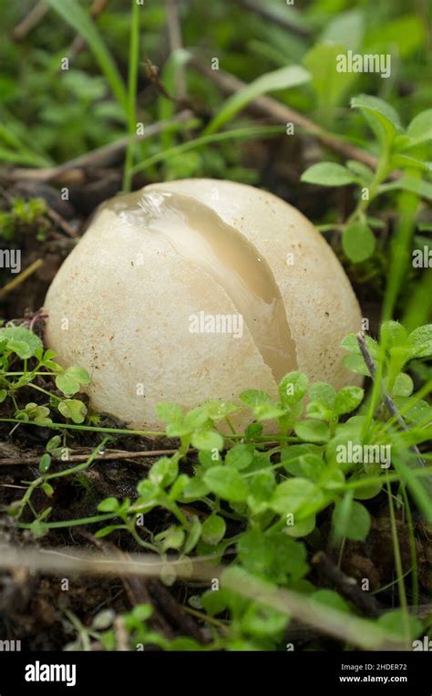 Thick Whitish Volva Hi Res Stock Photography And Images Alamy