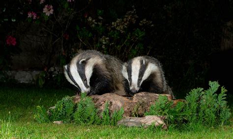 European Badgers Garden Visitors Scientific Name Meles Flickr