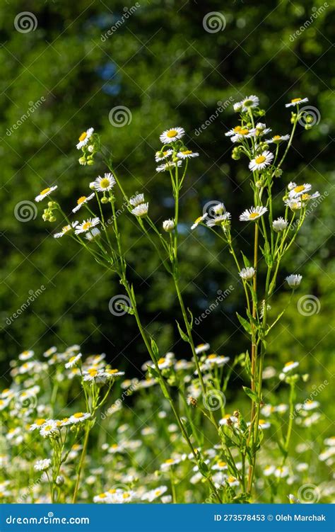 Annual Fleabane Erigeron Annuus Daisy Fleabane Eastern Daisy Fleabane