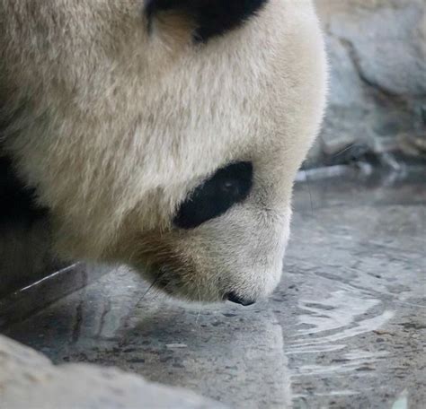 「pandas」おしゃれまとめの人気アイデア｜pinterest｜rebecca Davis 上野動物園 パンダ 上野動物園 パンダ