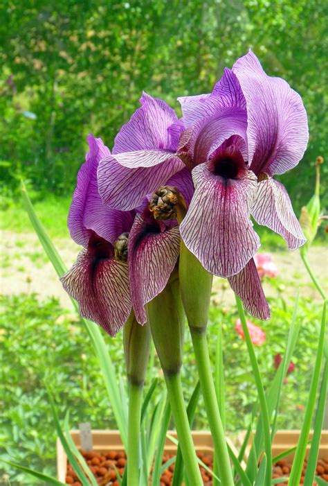 Gambar Menanam Ungu Musim Semi Botani Taman Flora Bunga Iris