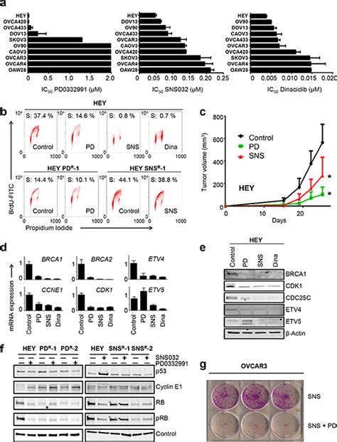 Cyclin E1 And Rtkras Signaling Drive Cdk Inhibitor Resistance Via