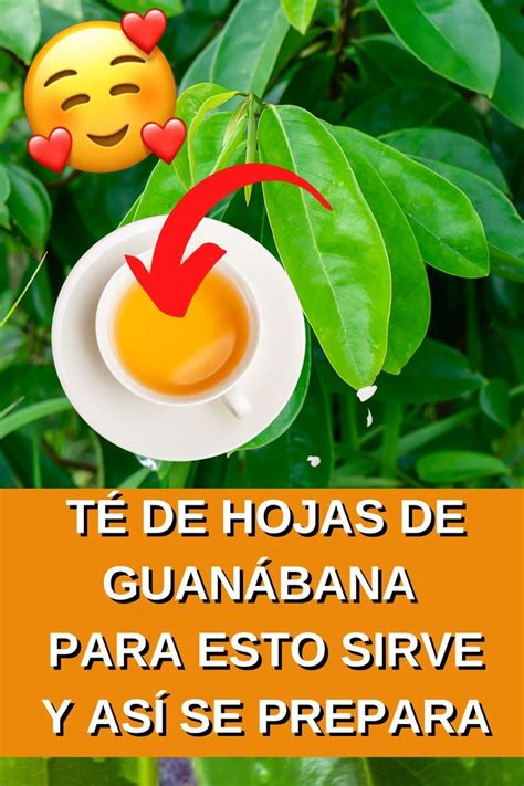 T De Hojas De Guan Bana Estos Son Todos Sus Beneficios Hojas De