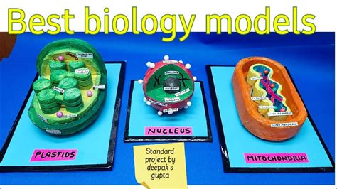 Model Of Mitochondria Nucleus And Plastids Schoolproject Mitochondria