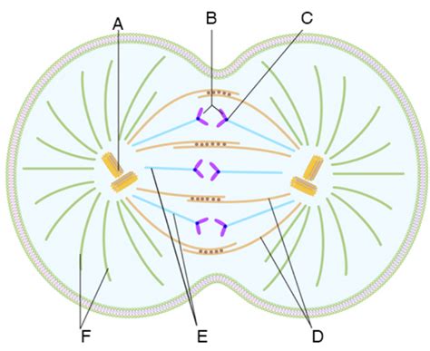 Solved The image below depicts the mitotic spindle. A. What | Chegg.com