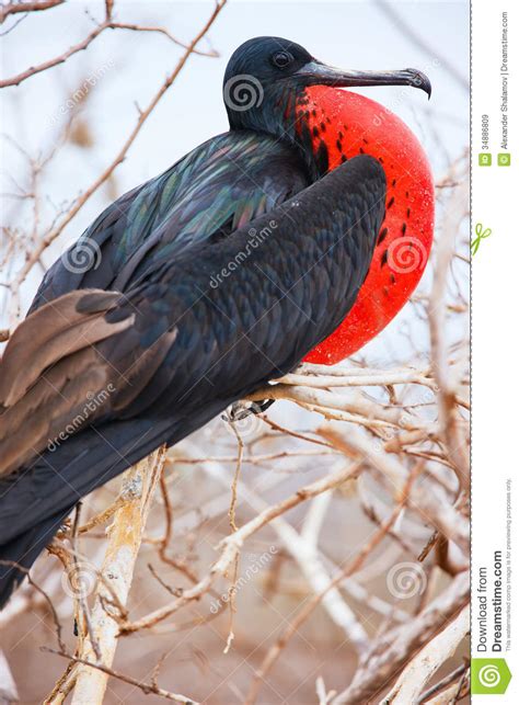 Frigatebird Magnífico Masculino Imagen de archivo Imagen de seymour