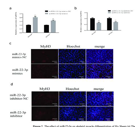 The Effect Of Mir P On Skeletal Muscle Differentiation Of Hu Sheep