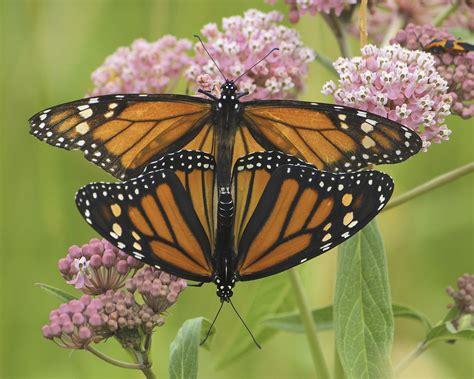 Mating Monarch On Swamp Milkweed Danaus Plexippus Dan Mullen Flickr