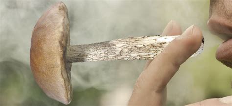 Should You Consider Smoking Magic Mushrooms Zamnesia Blog