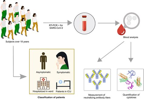 Biological Sex And Age Related Differences Shape The Antiviral Response