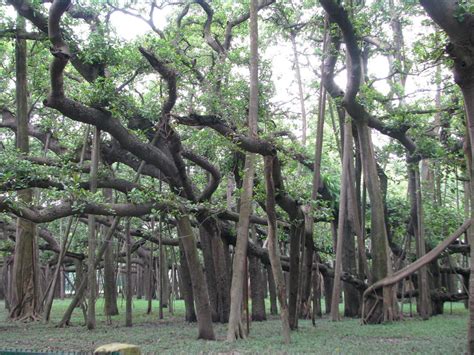 The Great Banyan Tree of India