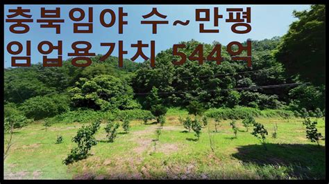 낙찰 충북임야 수~만평 자연그대로의 땅 임업용땅 숲가치 544억원 탄소권 8620만원 경매임야 공매임야 Youtube