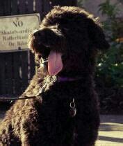 9 Best Porti-Doodle Puppies images | Portuguese water dog, Family dogs ...