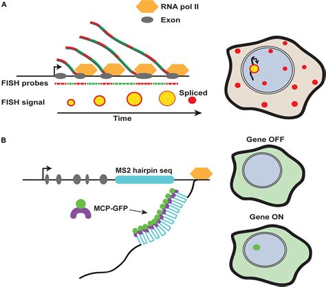 Frontiers Buffering And Amplifying Transcriptional Noise During Cell