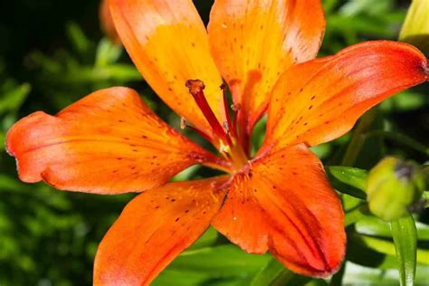 10 Types Of Orange Lilies - Gardenia Organic