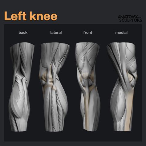 anatomy   left knee diagram