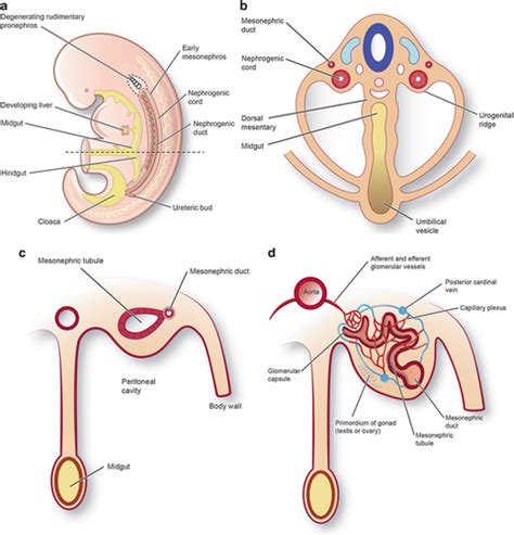 Renal Exam Flashcards Quizlet