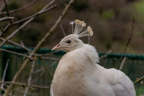 Royalty Free Albino Peacock Pictures, Images and Stock Photos - iStock