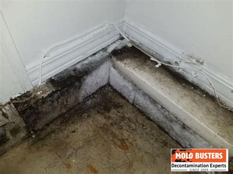 Guide to Mold on Concrete: Identification, Removal, and Prevention