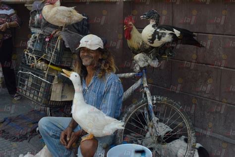 El Señor de los Patos da en adopción a sus perritos