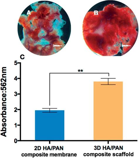 Alizarin Red S Staining Of Bmscs Cultured On 2d Hapan Composite