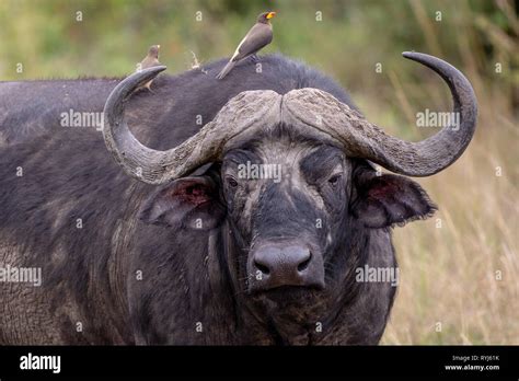 Cape Buffalo Kenya Africa Stock Photo Alamy