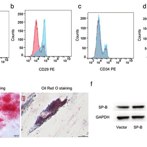 Identification Of Msc Characteristics A D For Immunophenotypic