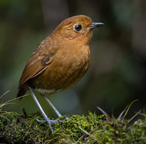 Equatorial Antpitta Owen Deutsch Photography