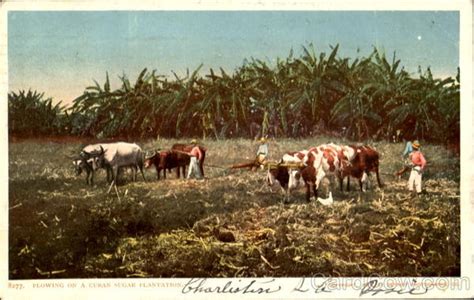 Plowing On A Cuban Sugar Plantation