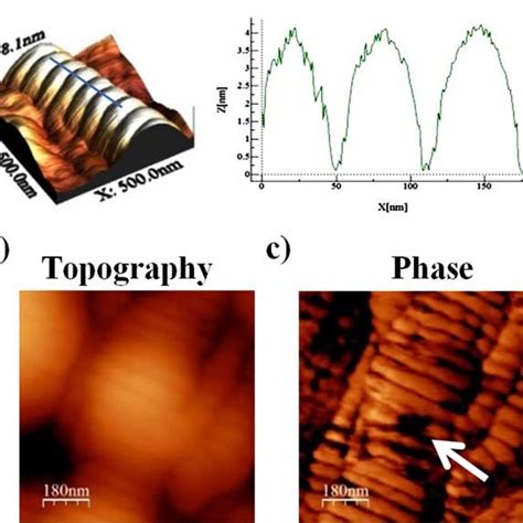 A The D Band Of Collagen Fibrils High Resolution 3D Topography AFM