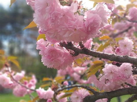Au înflorit cireșii japonezi din Parcul Herăstrău! Cele mai frumoase ...