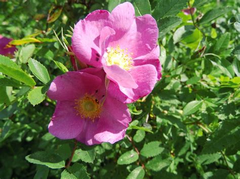 Wildobst Im Eigenen Garten Rosa Rugosa Kartoffelrose Rosa