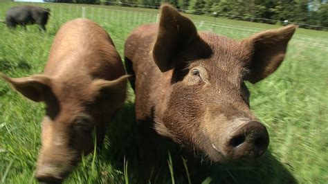 Pasture Raised Pigs Preview Youtube