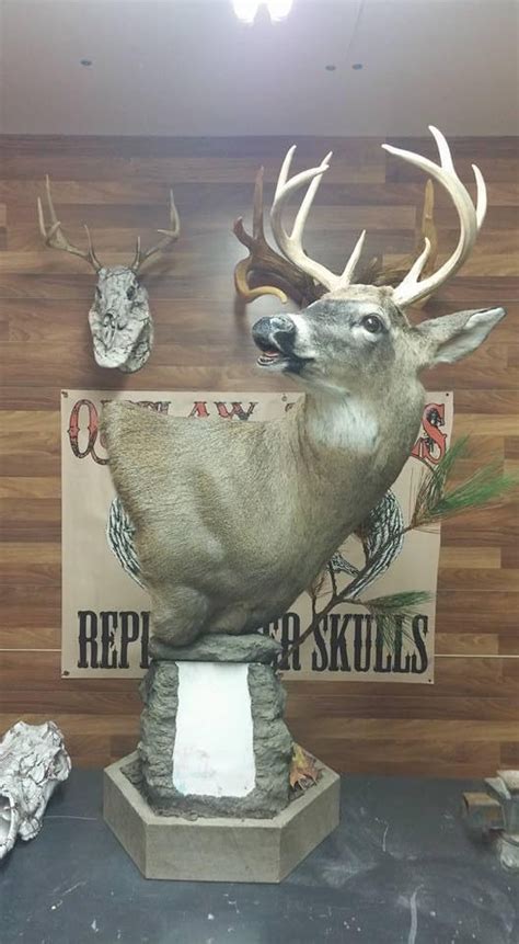 Taxidermy Gallery OUTLAW SKULLS