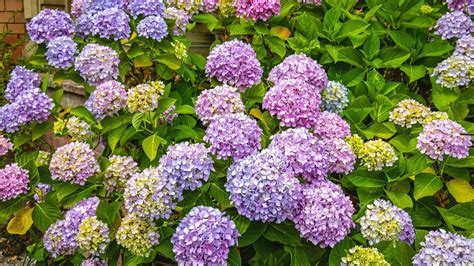 How Big Will Hydrangeas Grow When Fully Mature?