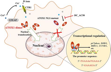 Model Of Atox Involvement In Transcriptional Regulation Cu And Pt