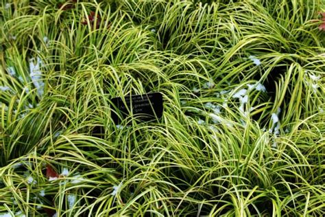 12 Short And Low Growing Grasses Chosen By Horticulturists To Match Any